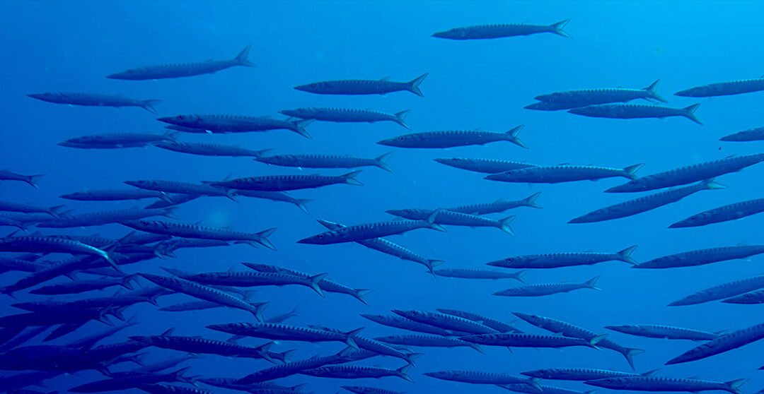Une seconde vie pour le carbone aéronautique