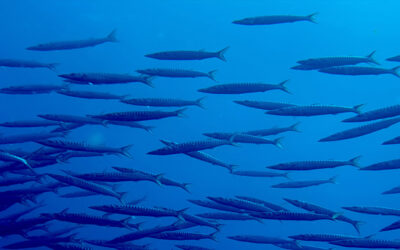 Une seconde vie pour le carbone aéronautique